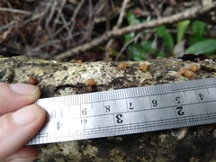 Phaeotremella foliacea