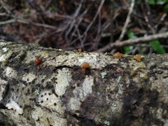 Phaeotremella foliacea