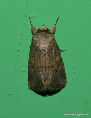 Thyatirinae