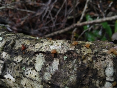 Phaeotremella foliacea
