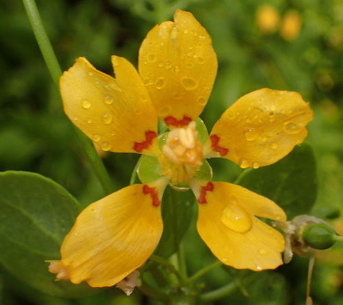Image of Slime Twinleaf (Roepera foetida) by (c) Nicola van Berkel, some rights reserved (CC BY-SA)