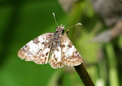 Chiomara asychis autander