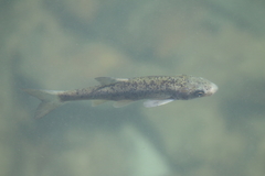Pseudochondrostoma duriense