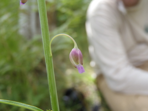Pennellia