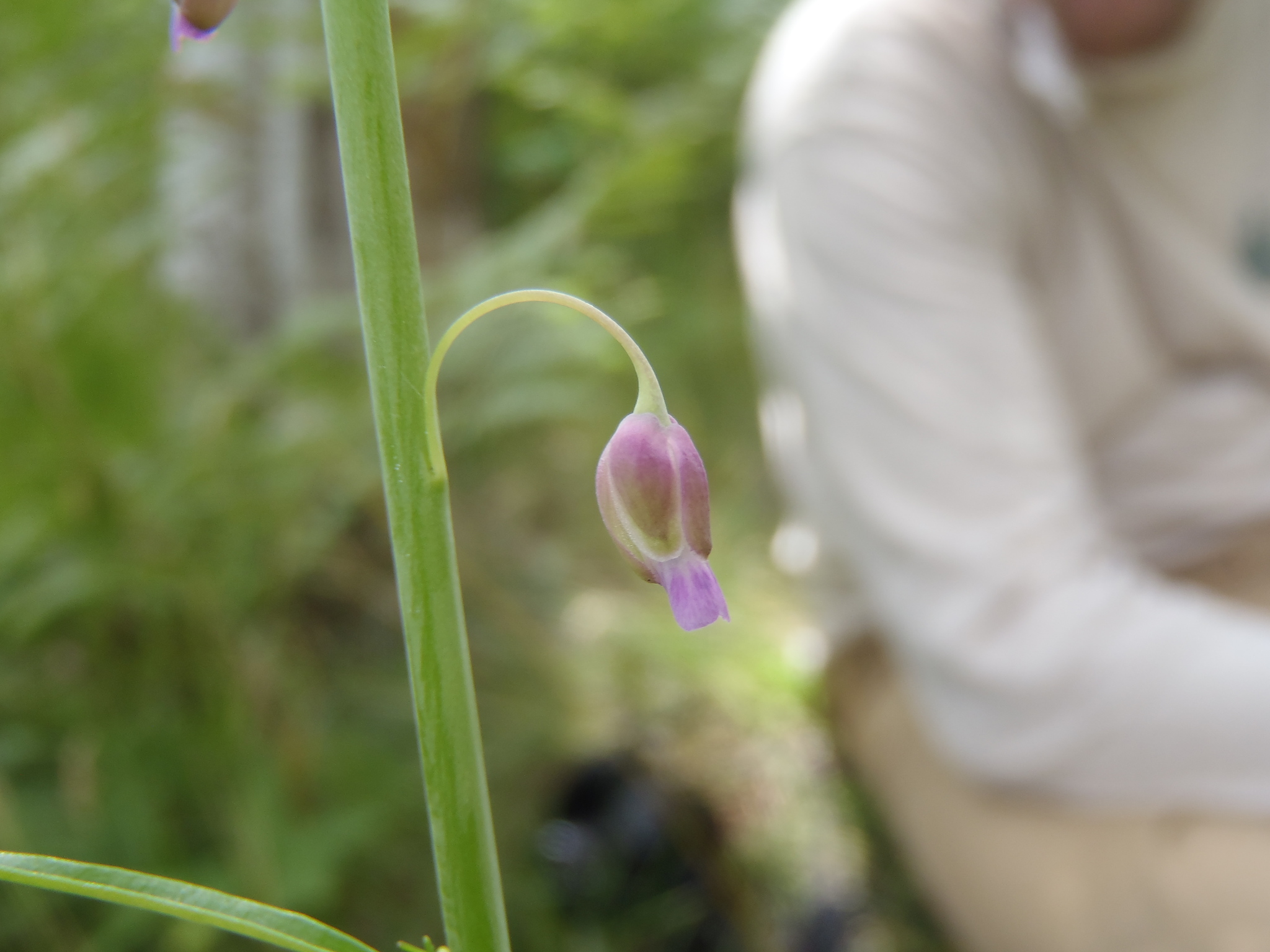 Pennellia