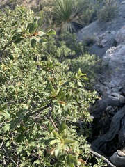 Quercus pungens