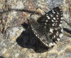 Pyrgus ruralis