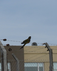 Cyanoliseus patagonus