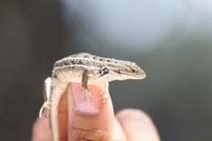 Sceloporus scalaris