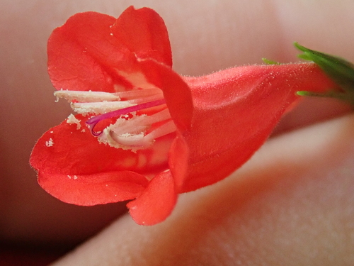 Ruellia brevifolia