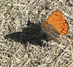 Lycaena cupreus