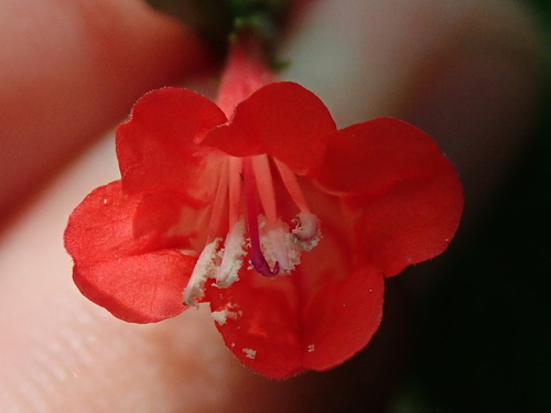 Ruellia brevifolia