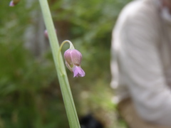 Pennellia longifolia