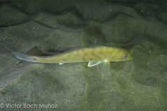 Menticirrhus undulatus