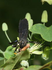 Pepsis menechma