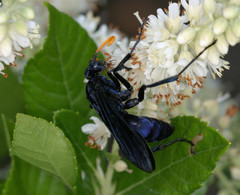 Pepsis menechma elegans