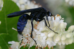 Pepsis menechma elegans