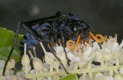 Pepsis menechma elegans