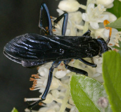 Pepsis menechma elegans