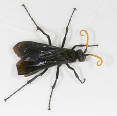 Pepsis menechma elegans