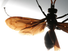 Pepsis menechma elegans