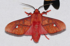 Ernassa sanguinolenta