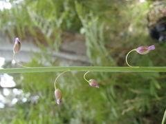 Pennellia longifolia