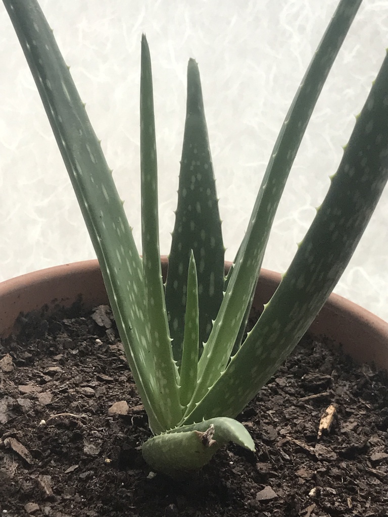 Aloe vera leaves detail