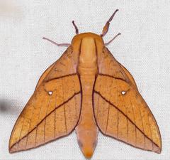 Adeloneivaia cayennsis