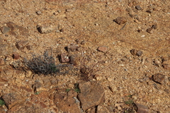 Heliophila variabilis