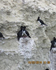 Leucocarbo magellanicus