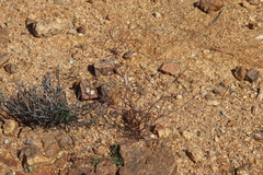 Heliophila variabilis