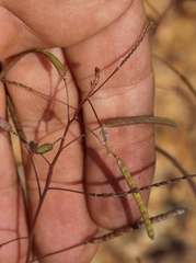 Heliophila variabilis