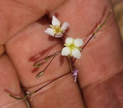Heliophila variabilis