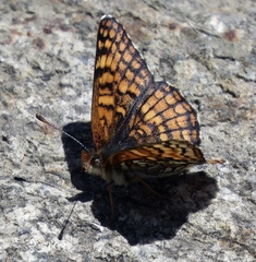 Chlosyne whitneyi