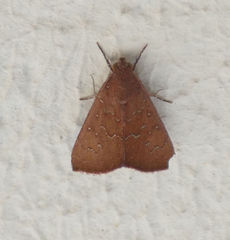 Anomis illita