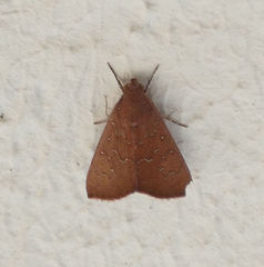 Anomis illita