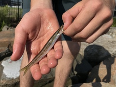 Sphyraena borealis