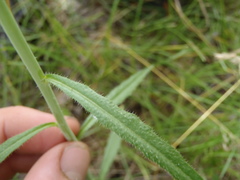 Pennellia longifolia