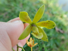 Encyclia patens