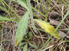 Pennellia longifolia