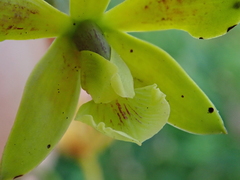 Encyclia patens