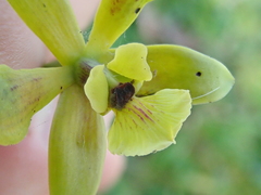 Encyclia patens