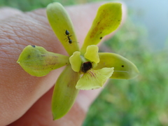 Encyclia patens