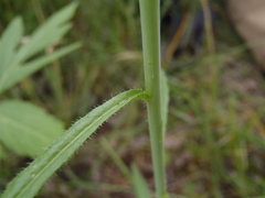Pennellia longifolia