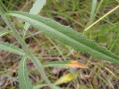 Pennellia longifolia