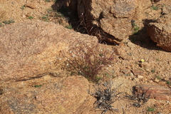 Heliophila variabilis