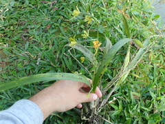 Encyclia patens