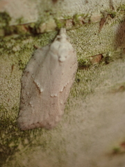 Acleris logiana