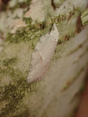Acleris logiana